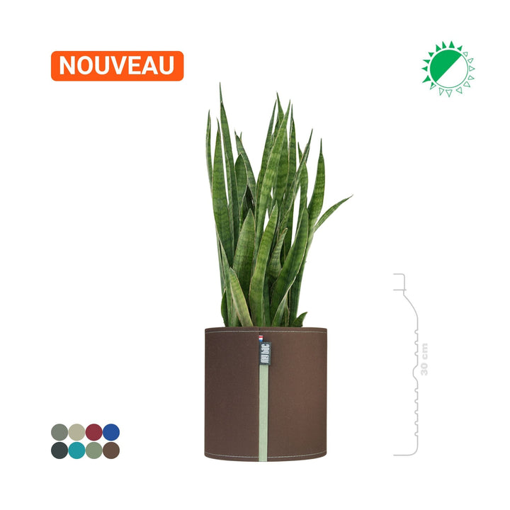 Sansevieria MyBac 21 PLANTES ET POTS DE BUREAUX Location/Entretien (HT/mois) Marron 