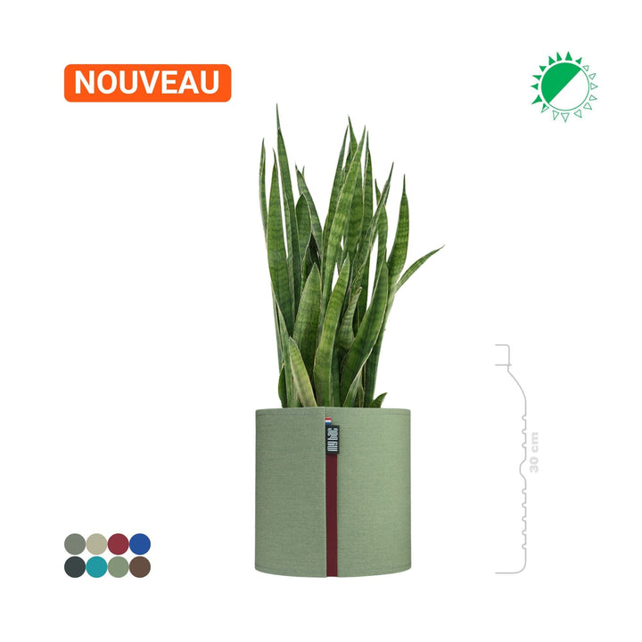 Sansevieria MyBac 21 PLANTES ET POTS DE BUREAUX Location/Entretien (HT/mois) Vert 