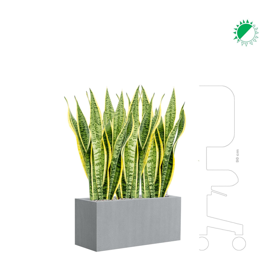 Sansevieria trifasciata "Laurenti" Argento PLANTES ET POTS DE BUREAUX 