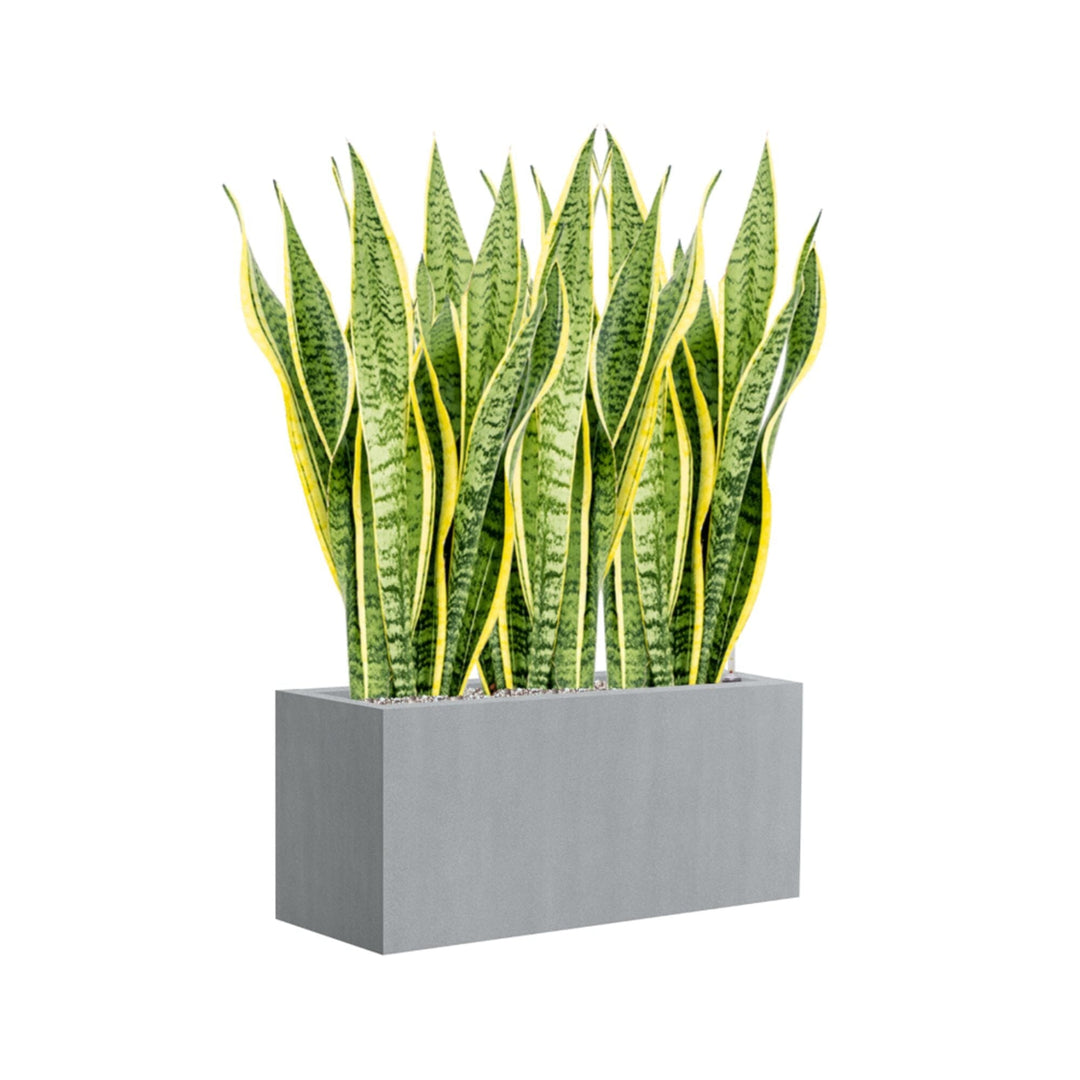 Sansevieria trifasciata "Laurenti" Argento PLANTES ET POTS DE BUREAUX Location/Entretien (HT/mois) Gris 