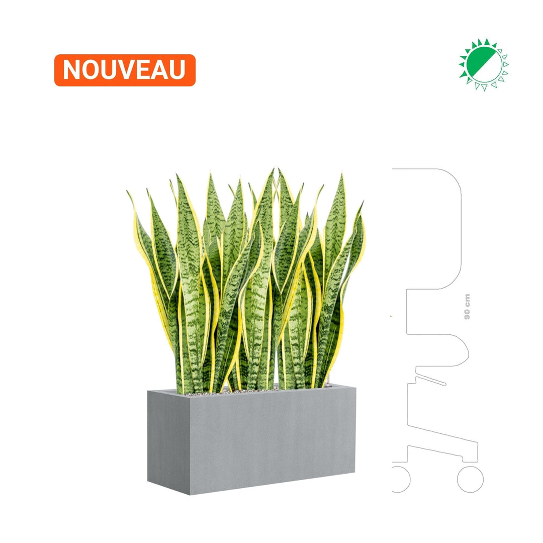 Sansevieria trifasciata "Laurenti" Argento30 PLANTES ET POTS DE BUREAUX 