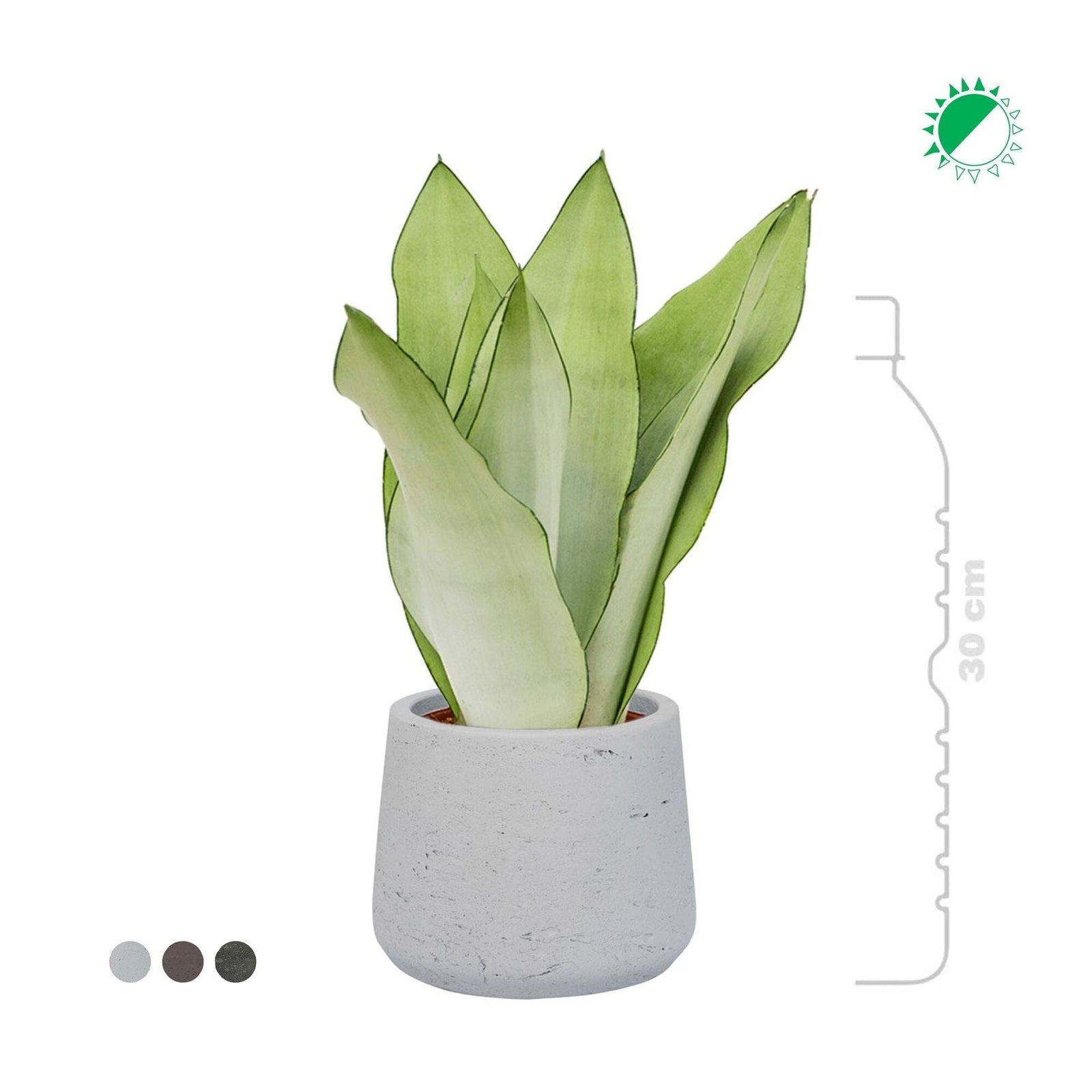 Sansevieria trifasciata Rough patt S14 PLANTES ET POTS DE BUREAUX 