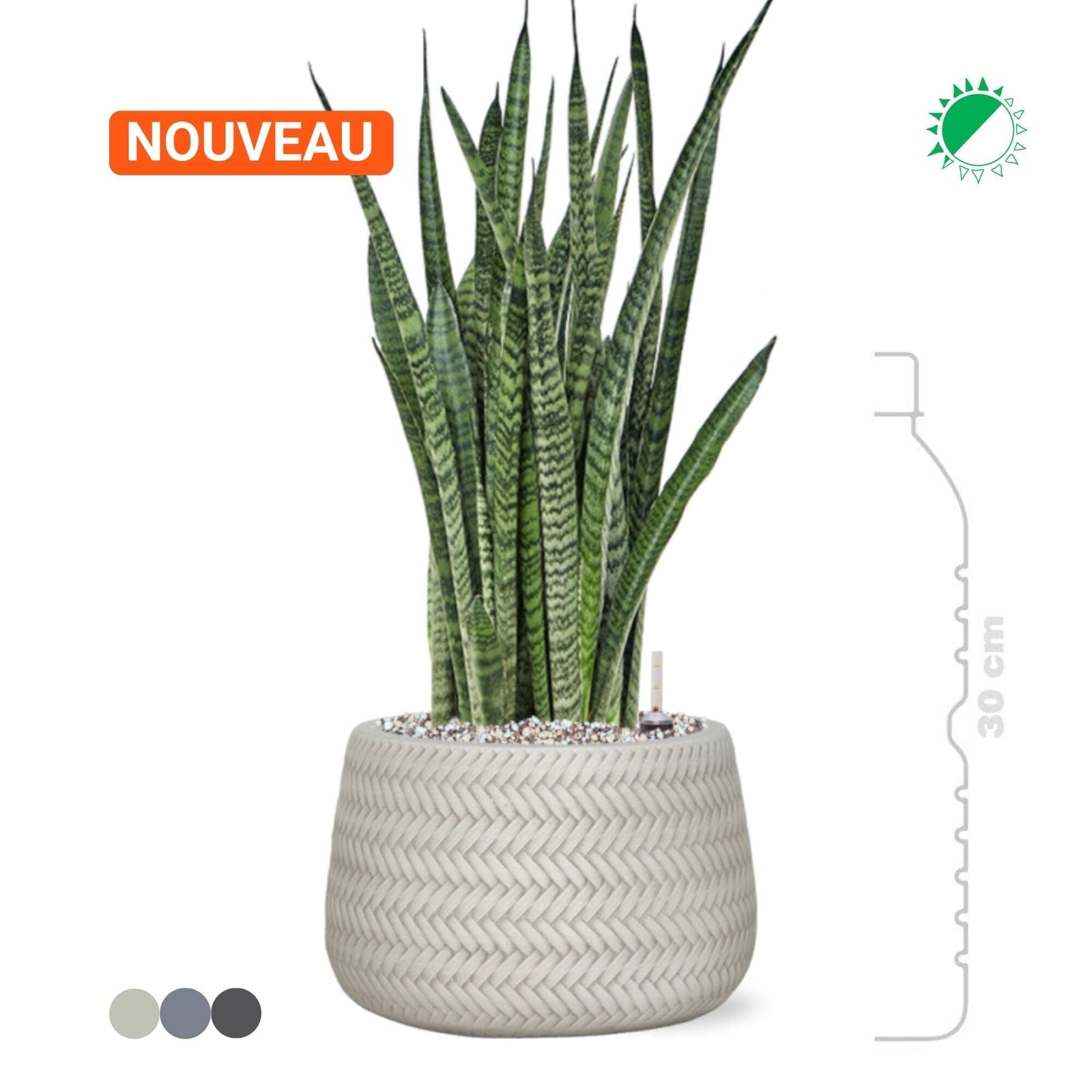 Sansevieria Zeylanica Baq Angle16 PLANTES ET POTS DE BUREAUX 
