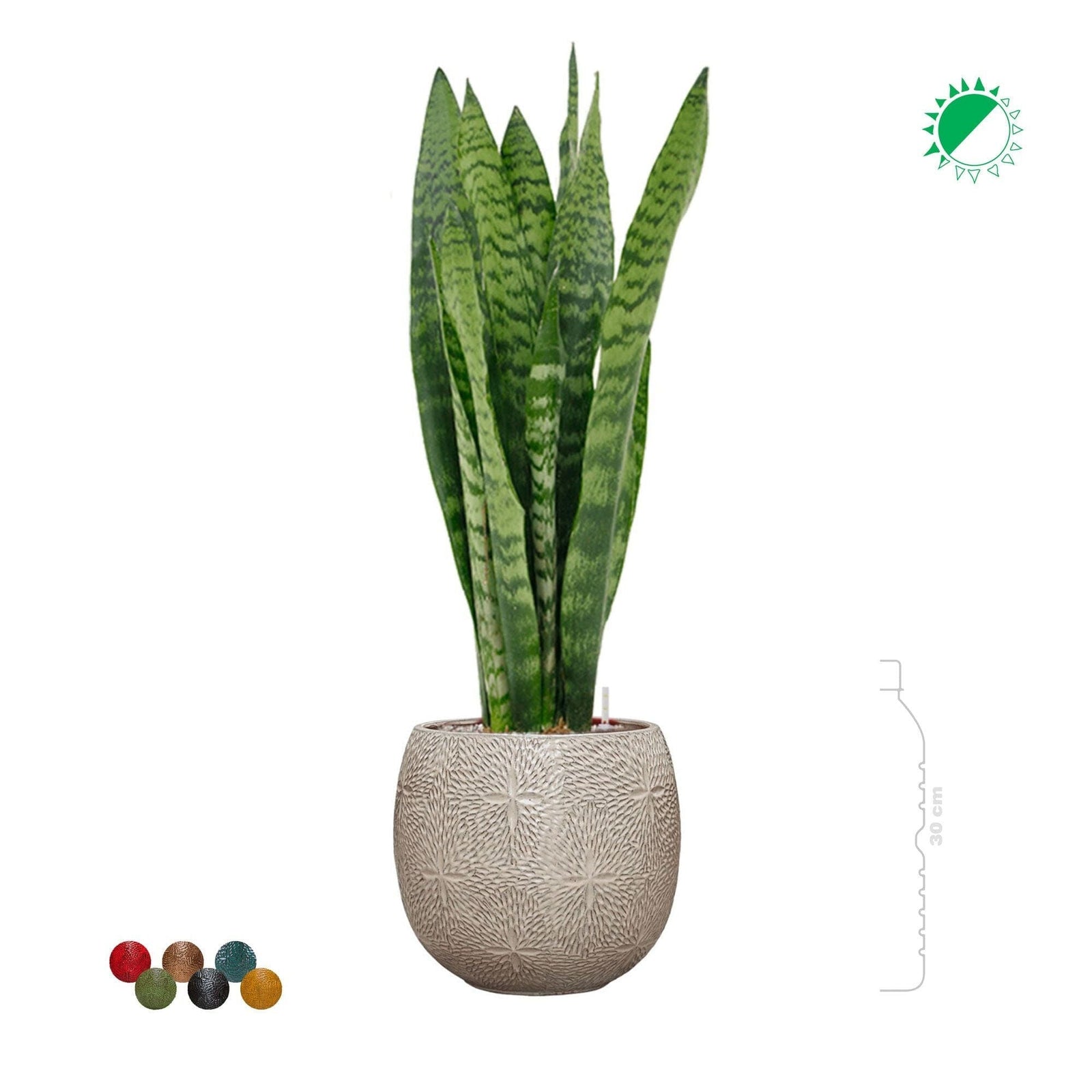 Sansevieria Zeylanica Marly30 PLANTES ET POTS DE BUREAUX 