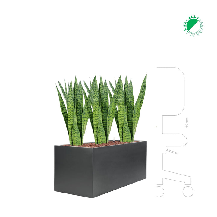 Sansevieria Zeylanica Stretto PLANTES ET POTS DE BUREAUX 