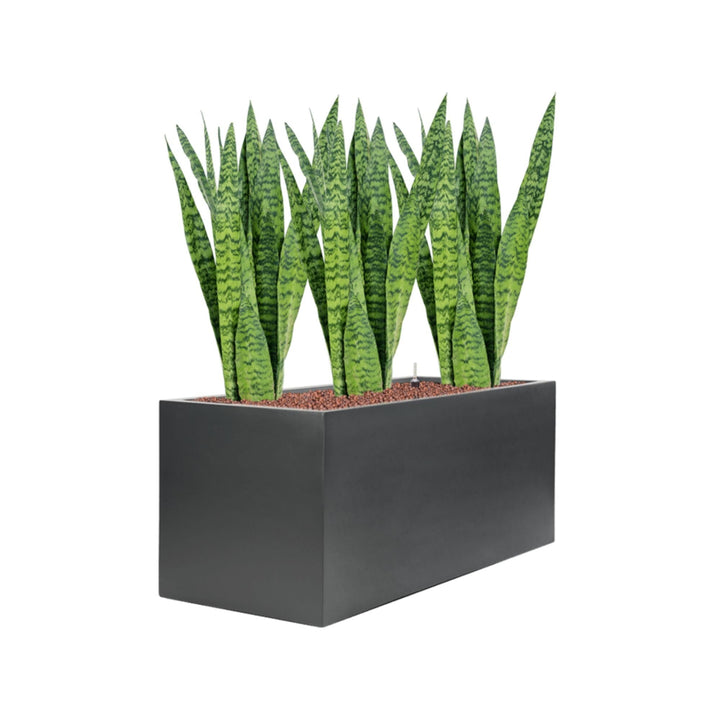 Sansevieria Zeylanica Stretto PLANTES ET POTS DE BUREAUX Location/Entretien (HT/mois) Anthracite 