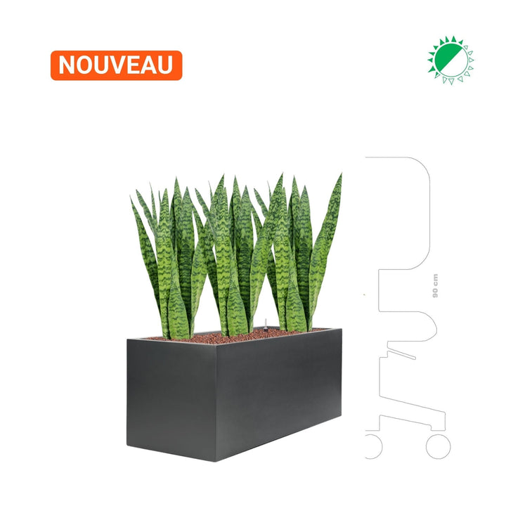 Sansevieria Zeylanica Stretto40 PLANTES ET POTS DE BUREAUX 