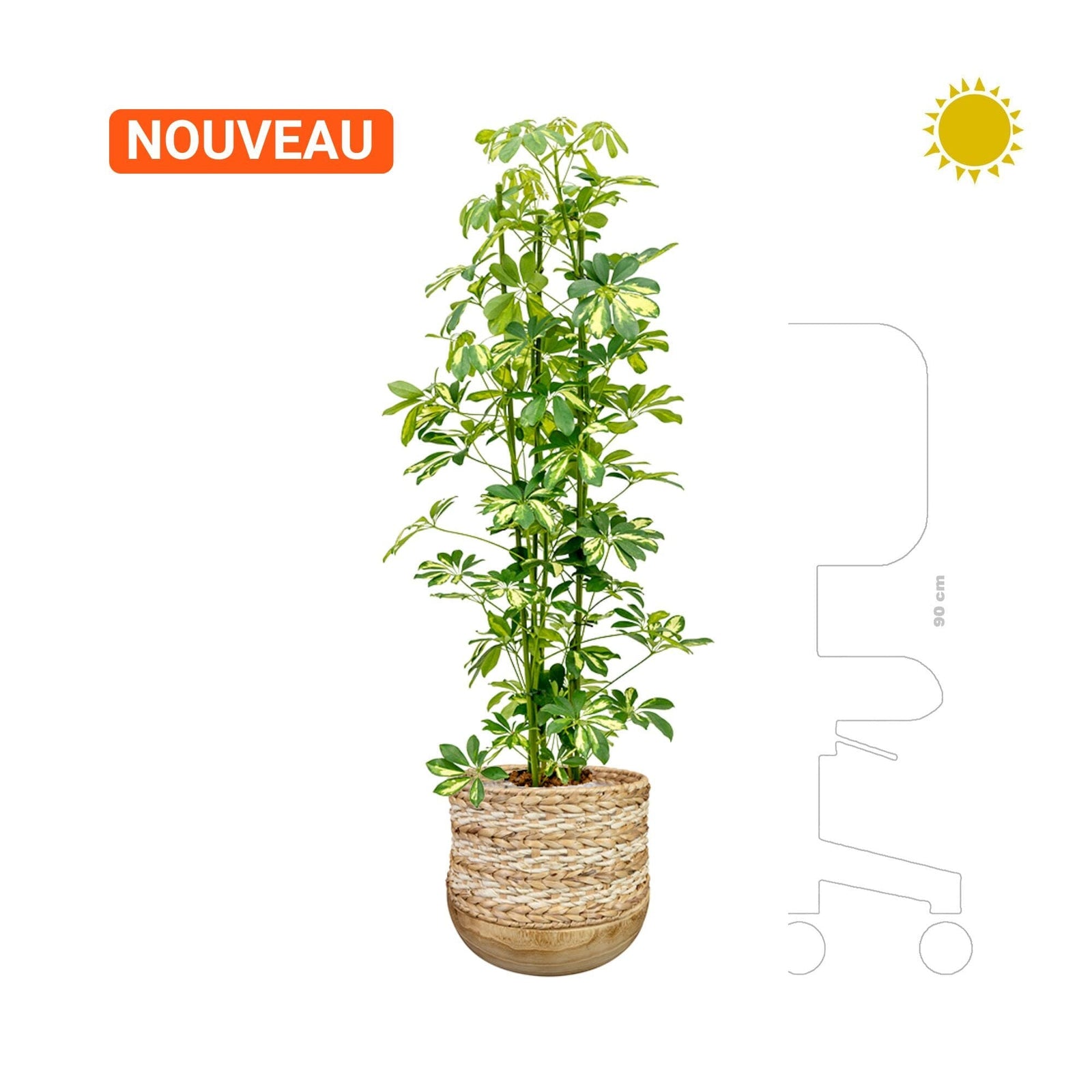 Schefflera en Diede PLANTES ET POTS DE BUREAUX 