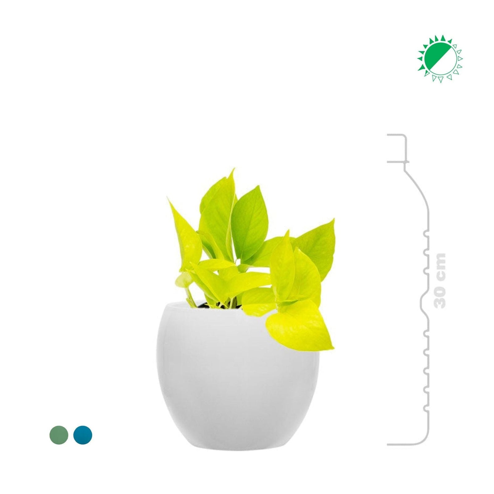 Scindapsus Feliz15 PLANTES ET POTS DE BUREAUX 