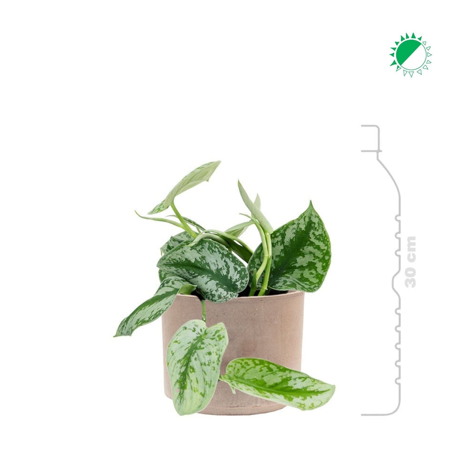 Scindapsus pictus Terra Cotta15 PLANTES ET POTS DE BUREAUX 
