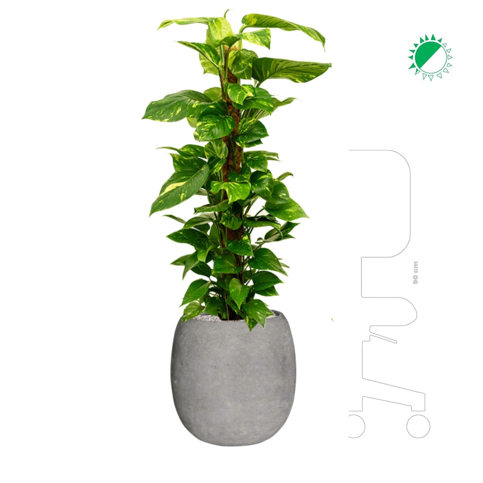 Scindapsus Polystone gris42 PLANTES ET POTS DE BUREAUX 