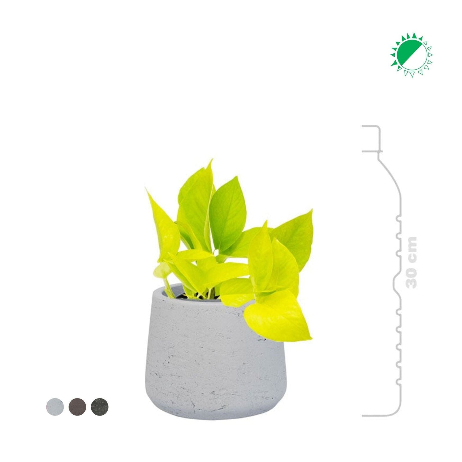 Scindapsus Rough patt S14 PLANTES ET POTS DE BUREAUX 