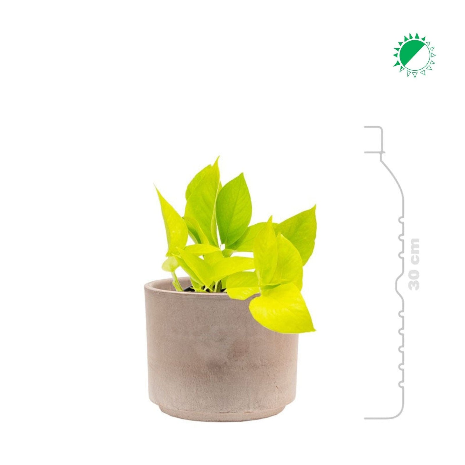 Scindapsus Terra Cotta15 PLANTES ET POTS DE BUREAUX 