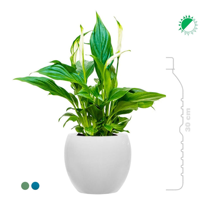 Spathiphyllum Feliz15 PLANTES ET POTS DE BUREAUX 