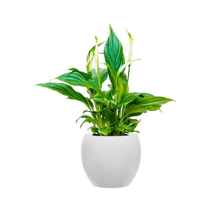 Spathiphyllum Feliz15 PLANTES ET POTS DE BUREAUX Location/Entretien (HT/mois) Blanc 