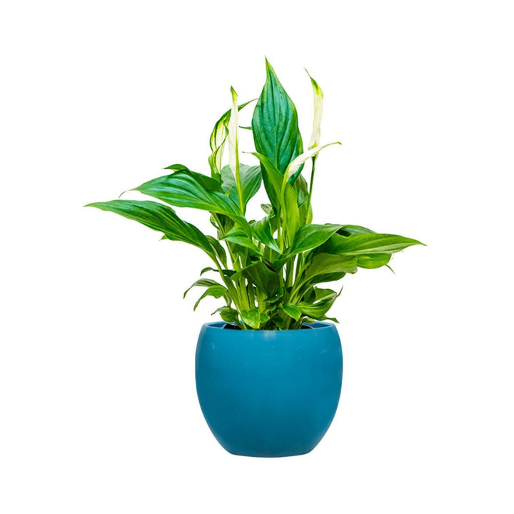 Spathiphyllum Feliz15 PLANTES ET POTS DE BUREAUX Location/Entretien (HT/mois) Bleu 