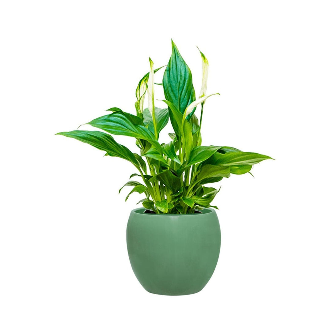 Spathiphyllum Feliz15 PLANTES ET POTS DE BUREAUX Location/Entretien (HT/mois) Vert 