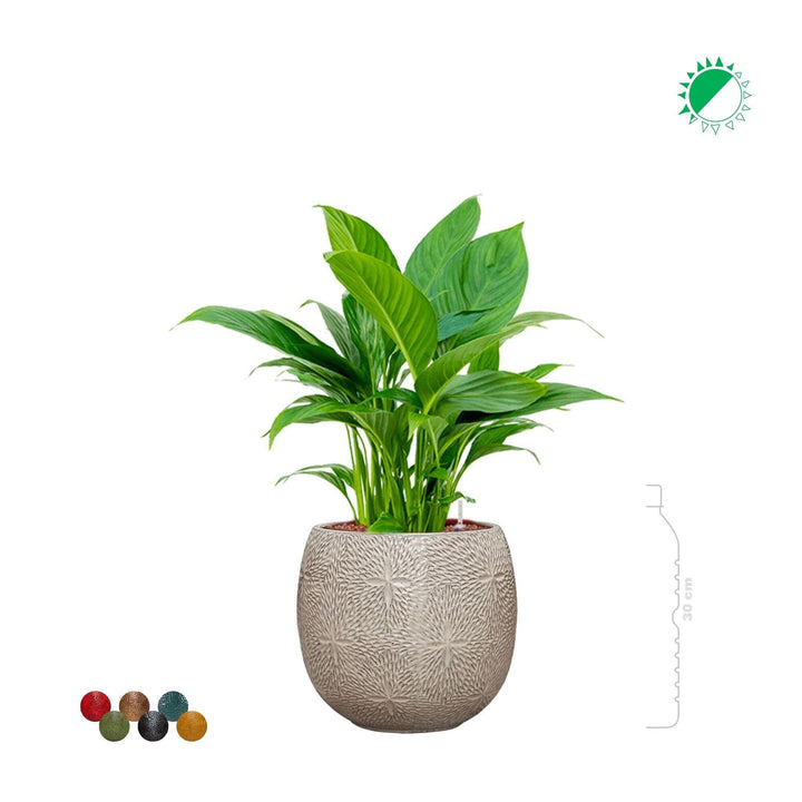 Spathiphyllum Marly30 PLANTES ET POTS DE BUREAUX 