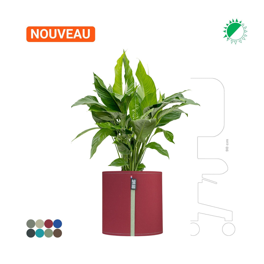 Spathiphyllum MyBac 40 PLANTES ET POTS DE BUREAUX Location/Entretien (HT/mois) Bordeaux 
