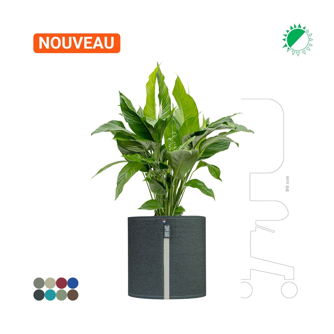Spathiphyllum MyBac 40 PLANTES ET POTS DE BUREAUX Location/Entretien (HT/mois) Graphite 