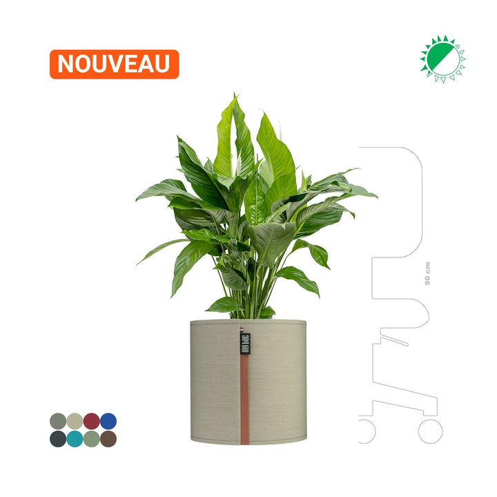 Spathiphyllum MyBac 40 PLANTES ET POTS DE BUREAUX Location/Entretien (HT/mois) Vert 