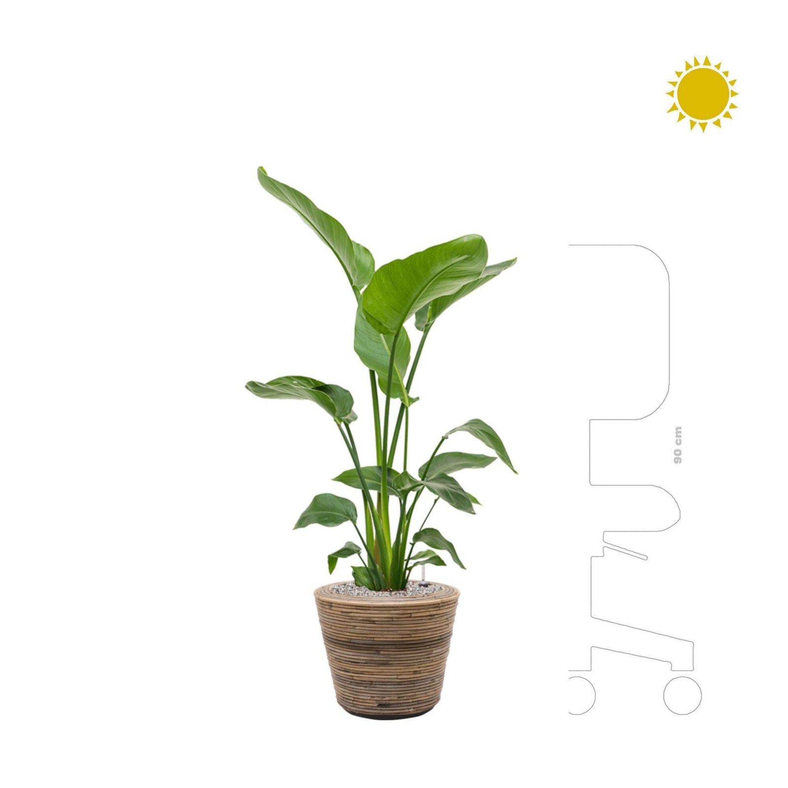 Strelitzia Drypot Rattan Stripe38 PLANTES ET POTS DE BUREAUX Naturel Location/entretien (HT/mois) 