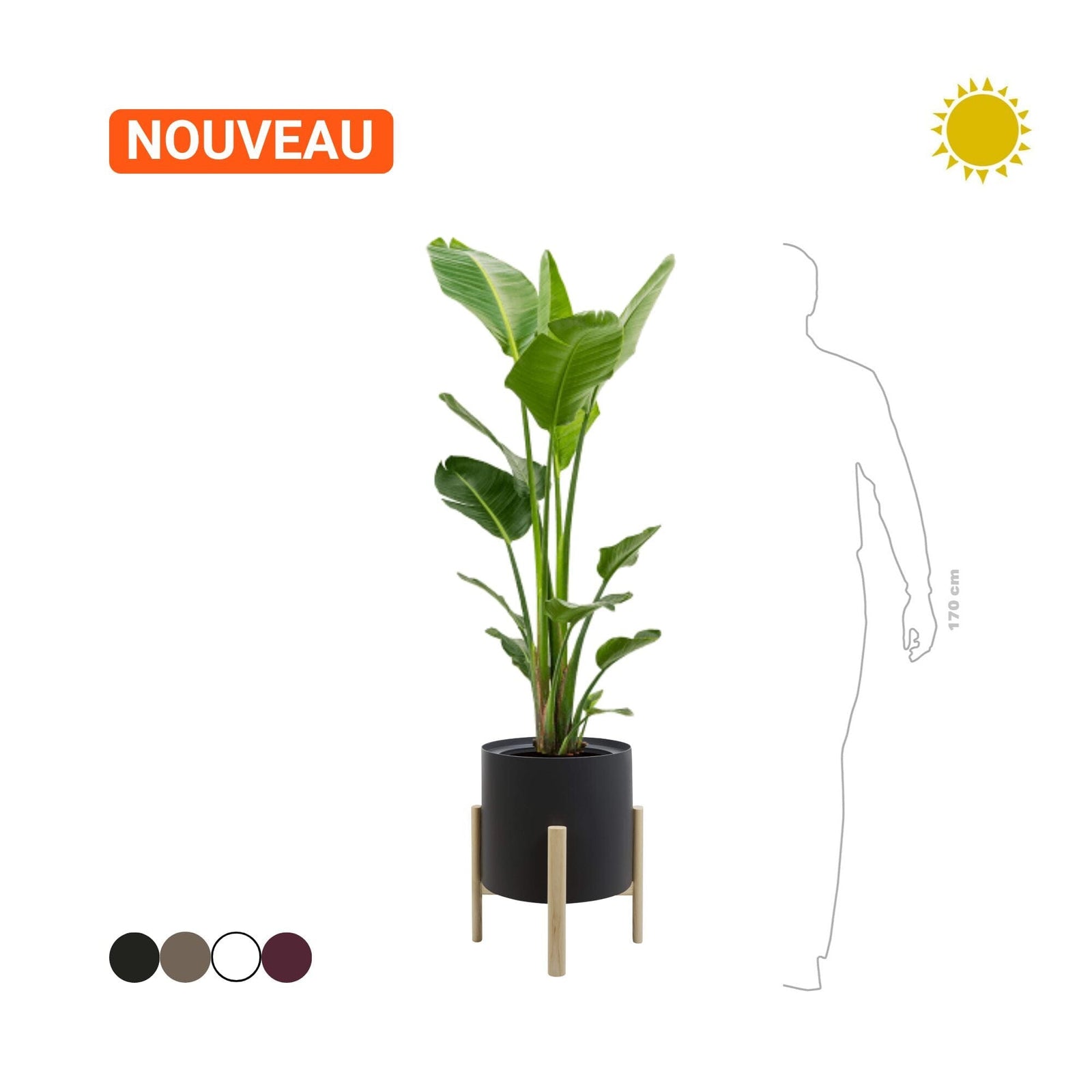 Strelizia en pot Ashi Hobby Flower rond noir