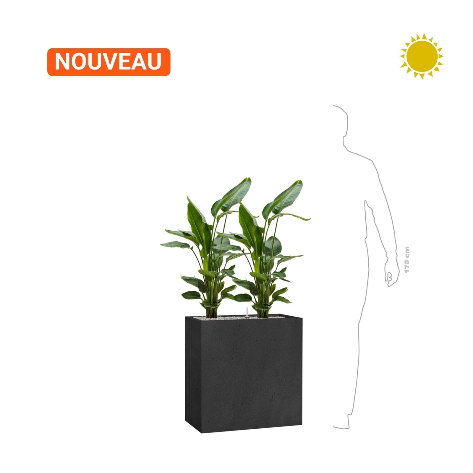 Strelitzia 'nicolai' Grigio68 PLANTES ET POTS DE BUREAUX 