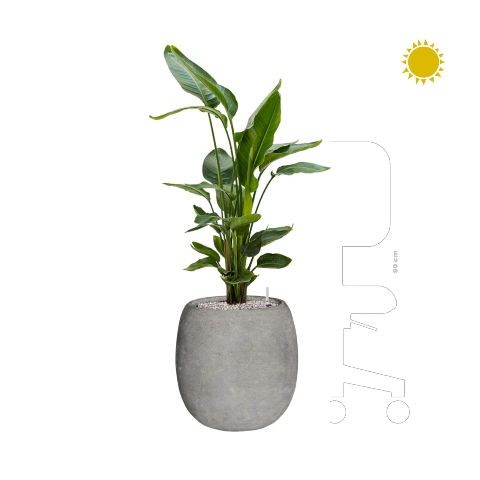 Strelitzia Polystone gris42 PLANTES ET POTS DE BUREAUX 