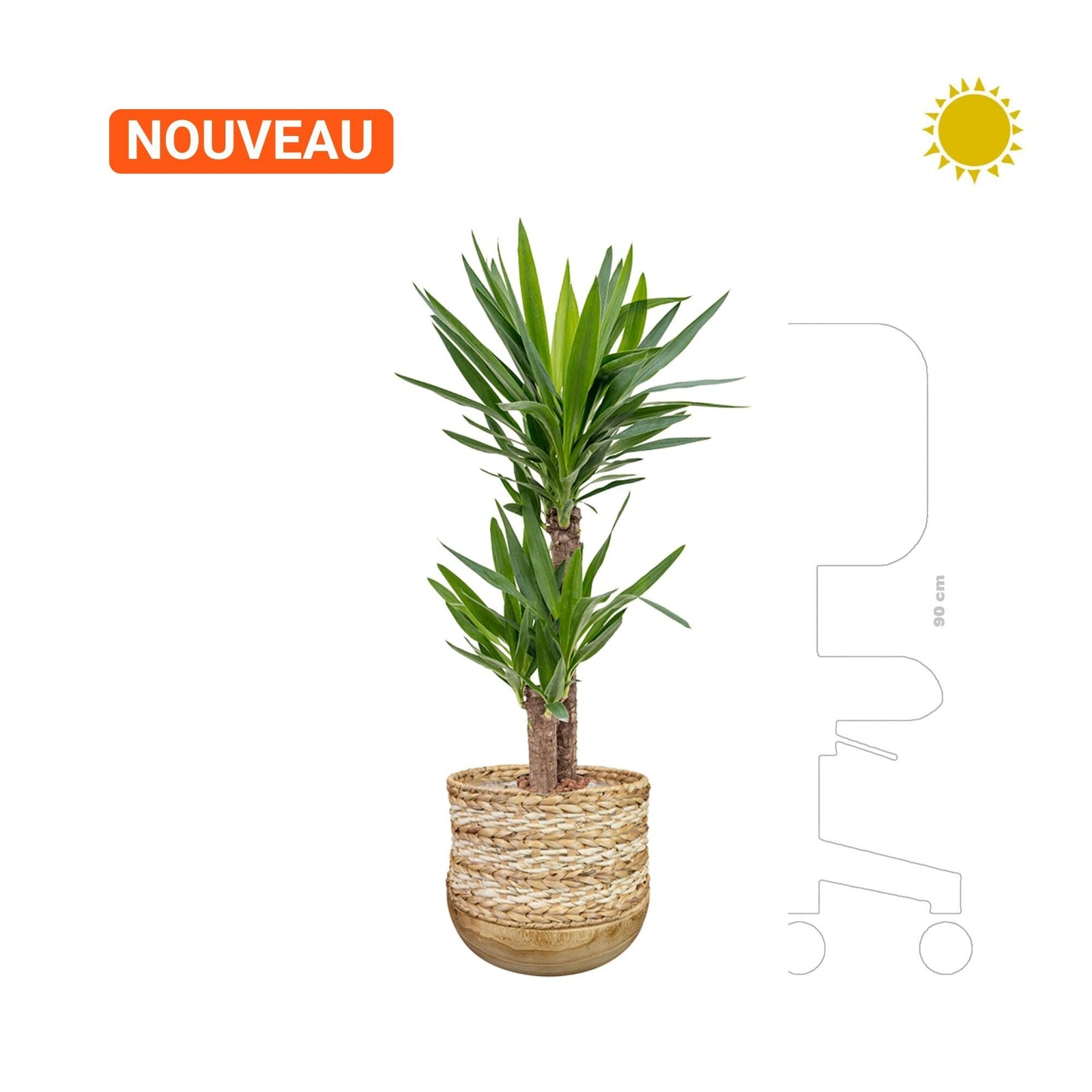 Yucca en Diede PLANTES ET POTS DE BUREAUX 