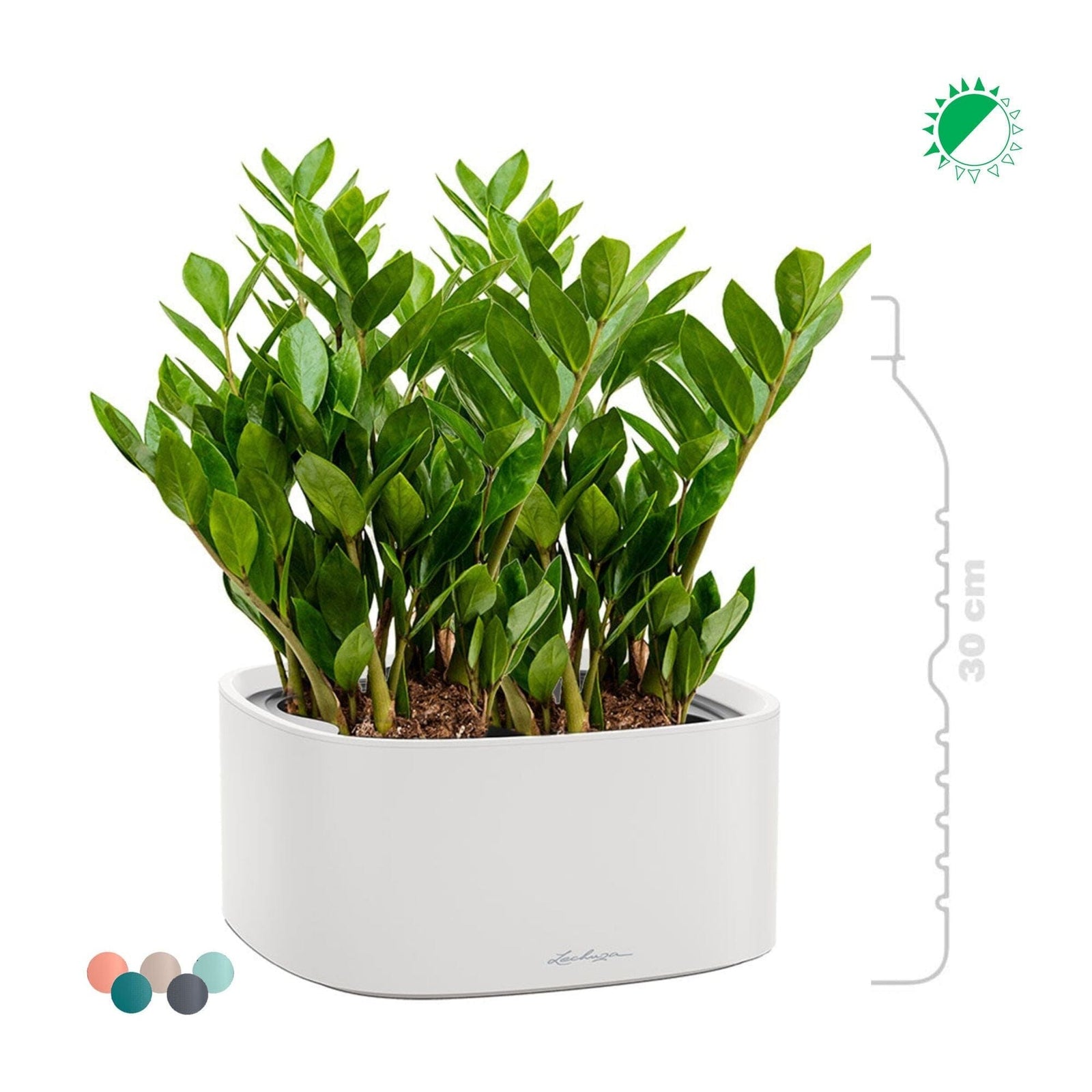 Zamioculcas Lechuza Pila PLANTES ET POTS DE BUREAUX 