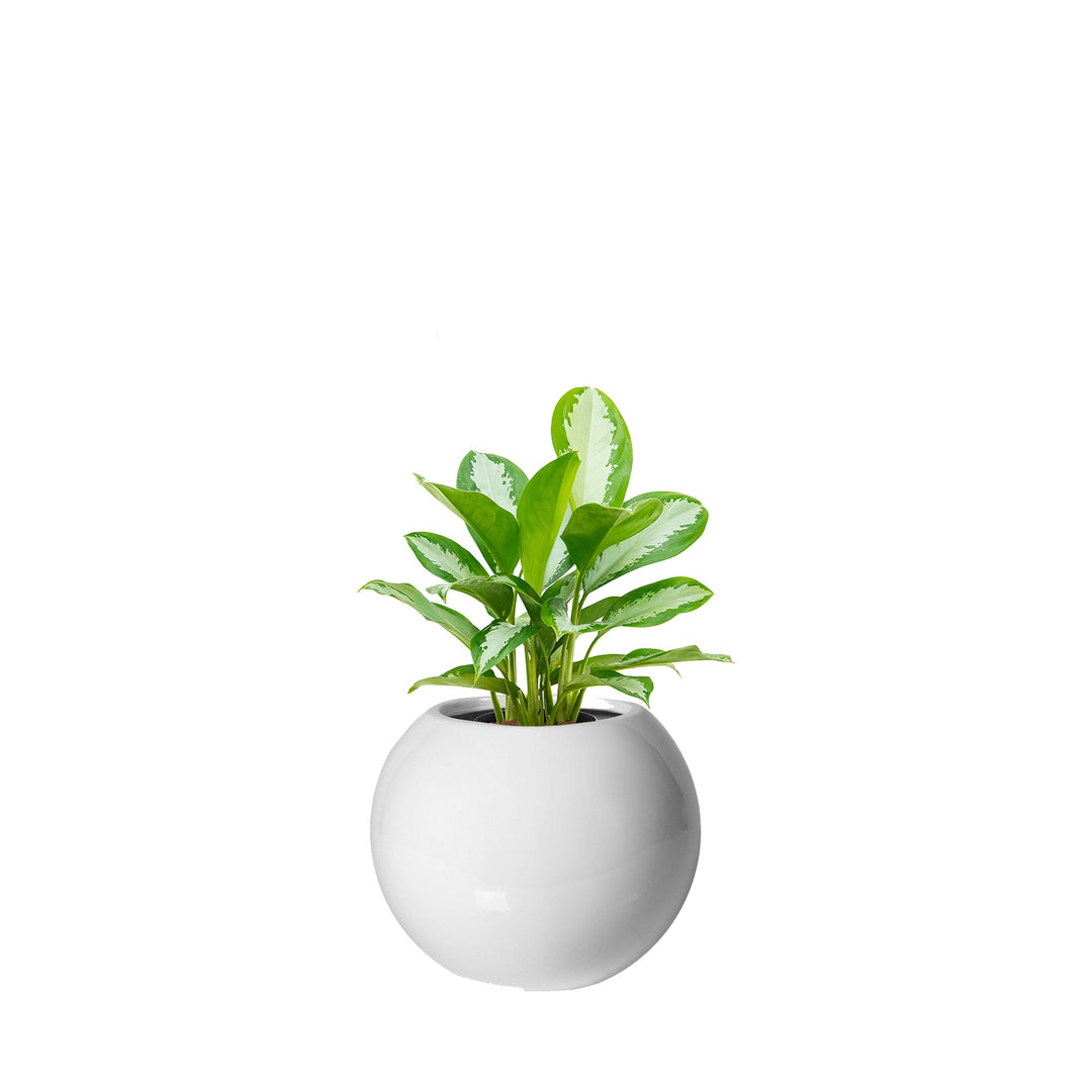 Aglaonema Beth31 PLANTES ET POTS DE BUREAUX Location/Entretien (HT/mois) Blanc 