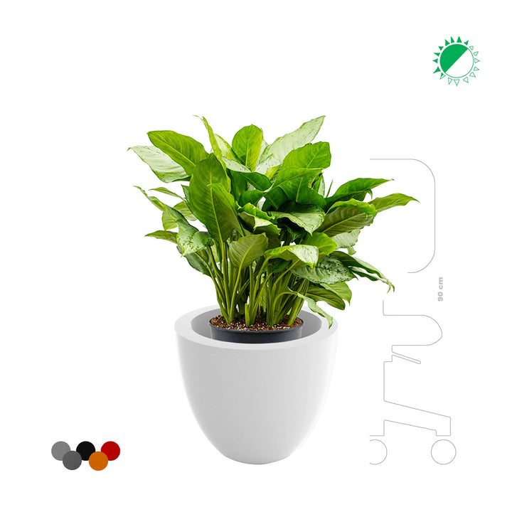 Aglaonema Cuenco40 PLANTES ET POTS DE BUREAUX 