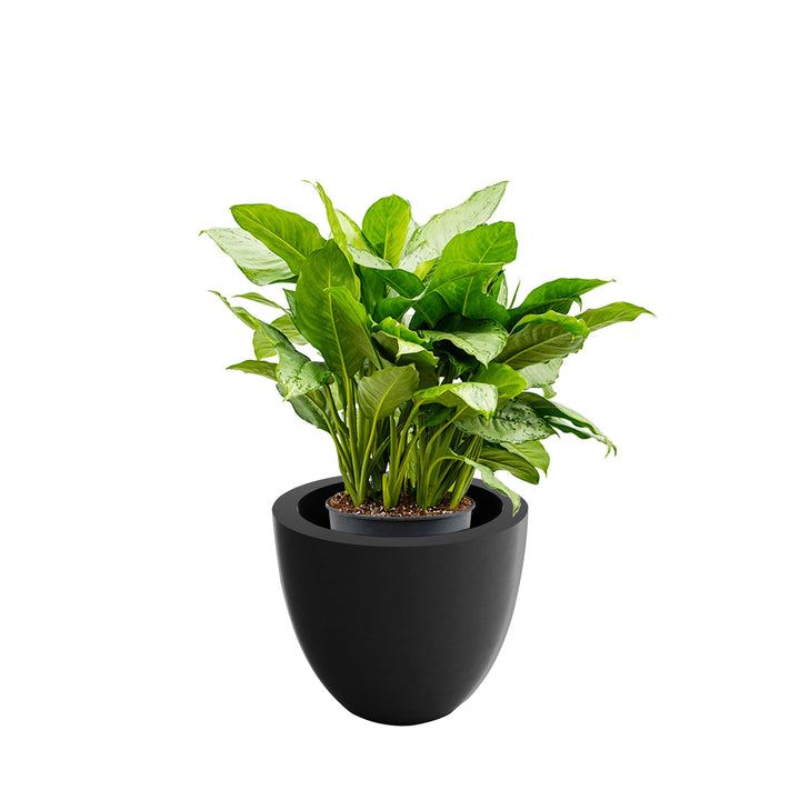 Aglaonema Cuenco40 PLANTES ET POTS DE BUREAUX Location/Entretien (HT/mois) Anthracite 