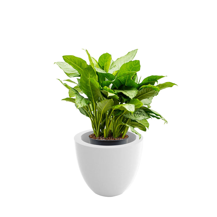 Aglaonema Cuenco40 PLANTES ET POTS DE BUREAUX Location/Entretien (HT/mois) Blanc 