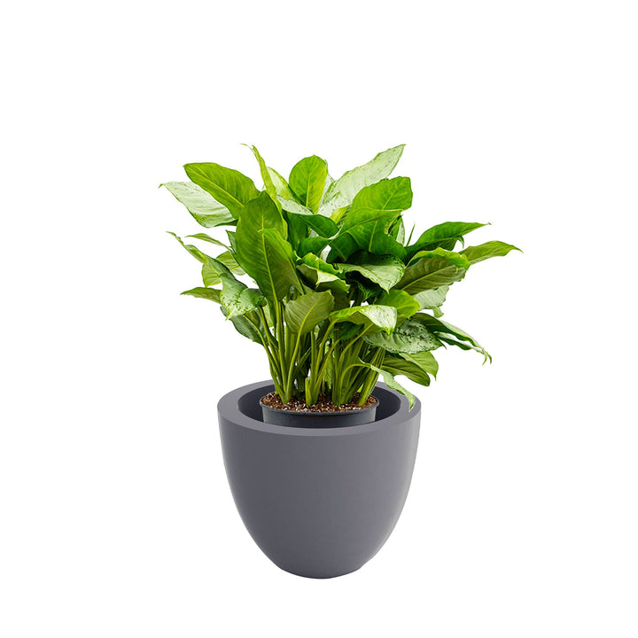 Aglaonema Cuenco40 PLANTES ET POTS DE BUREAUX Location/Entretien (HT/mois) Gris 