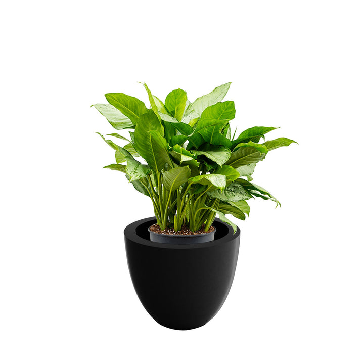 Aglaonema Cuenco40 PLANTES ET POTS DE BUREAUX Location/Entretien (HT/mois) Noir 