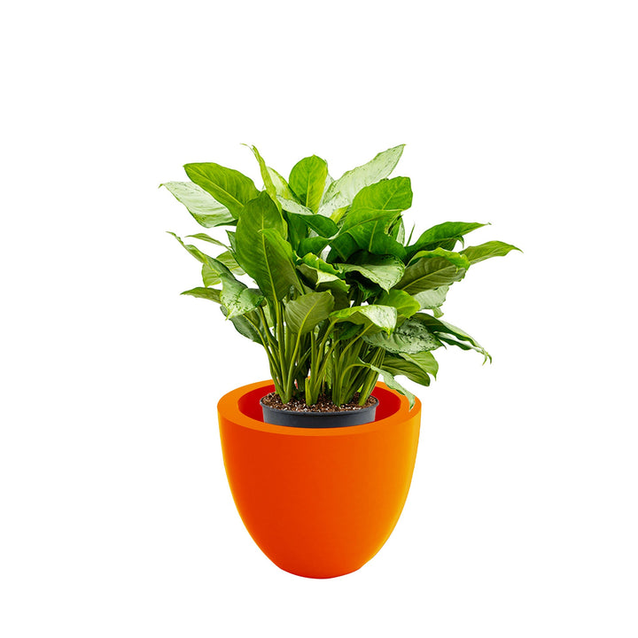 Aglaonema Cuenco40 PLANTES ET POTS DE BUREAUX Location/Entretien (HT/mois) Orange 