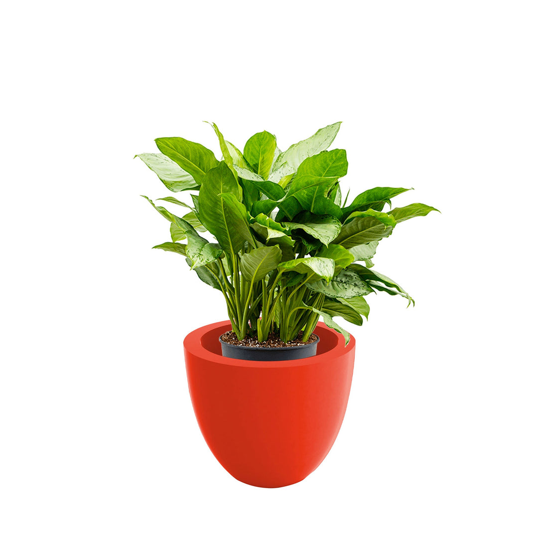 Aglaonema Cuenco40 PLANTES ET POTS DE BUREAUX Location/Entretien (HT/mois) Rouge 