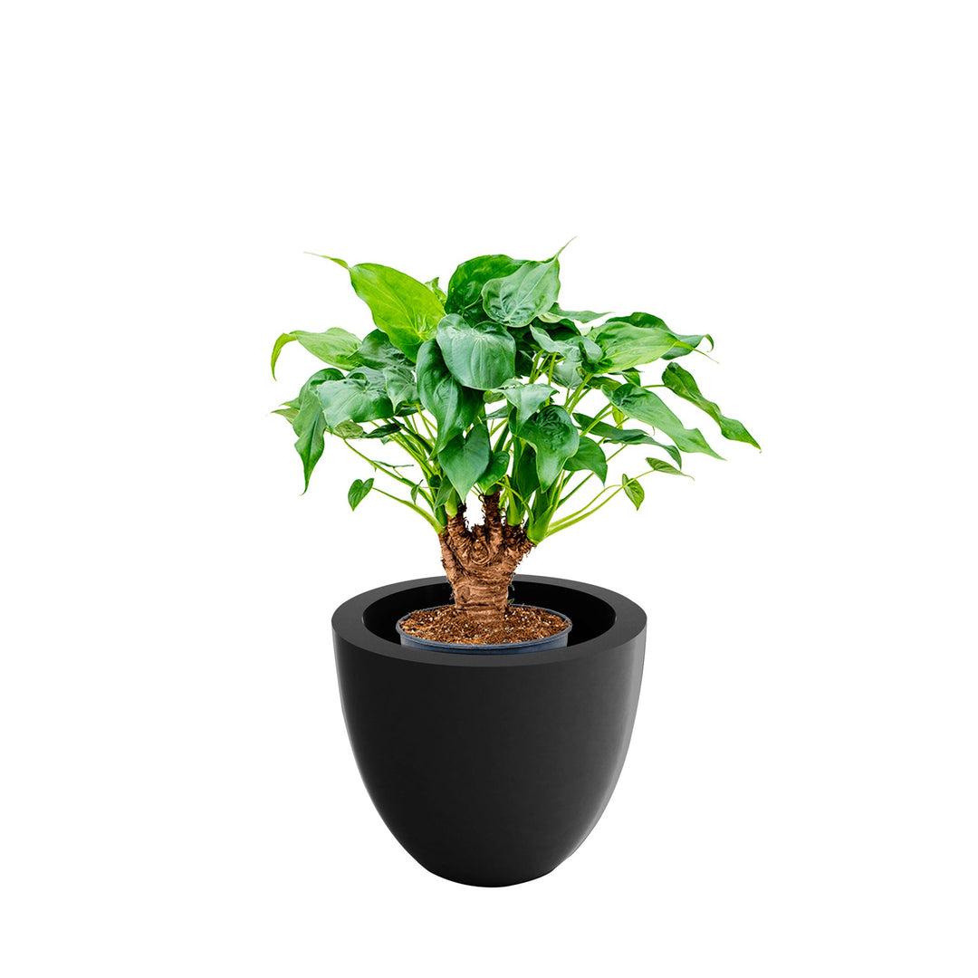 Alocasia Cuenco40 PLANTES ET POTS DE BUREAUX Location/Entretien (HT/mois) Anthracite 