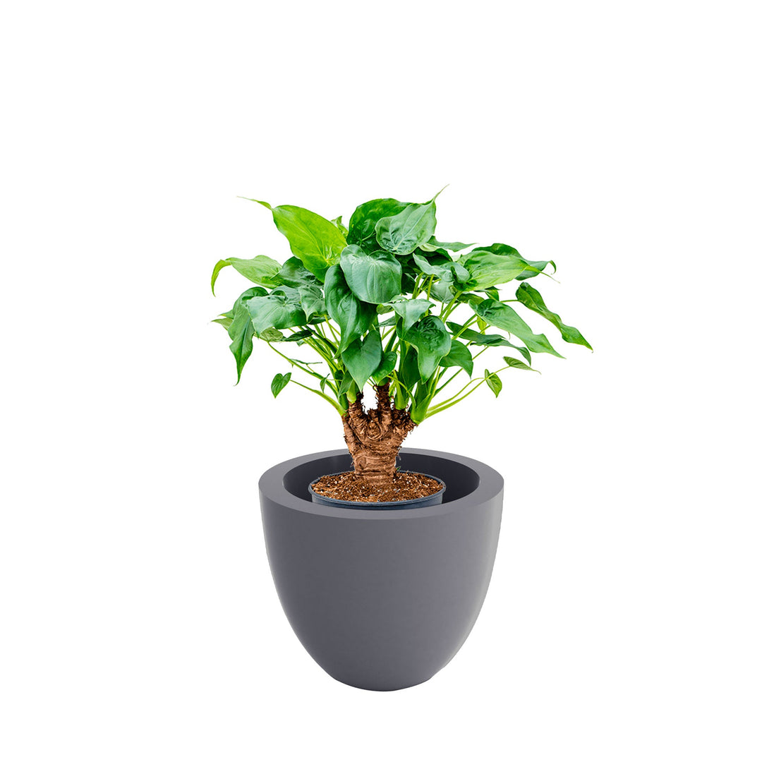 Alocasia Cuenco40 PLANTES ET POTS DE BUREAUX Location/Entretien (HT/mois) Gris 