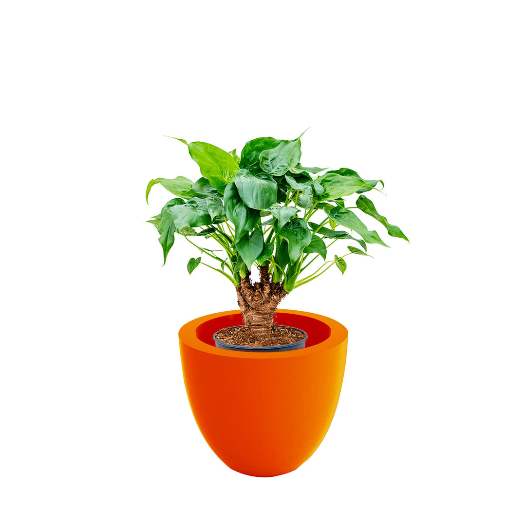 Alocasia Cuenco40 PLANTES ET POTS DE BUREAUX Location/Entretien (HT/mois) Orange 