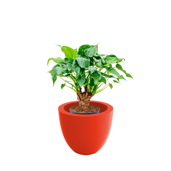 Alocasia Cuenco40 PLANTES ET POTS DE BUREAUX Location/Entretien (HT/mois) Rouge 