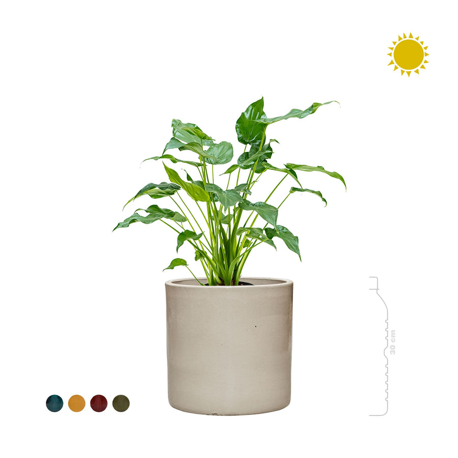 Alocasia Cylinder30 PLANTES ET POTS DE BUREAUX 