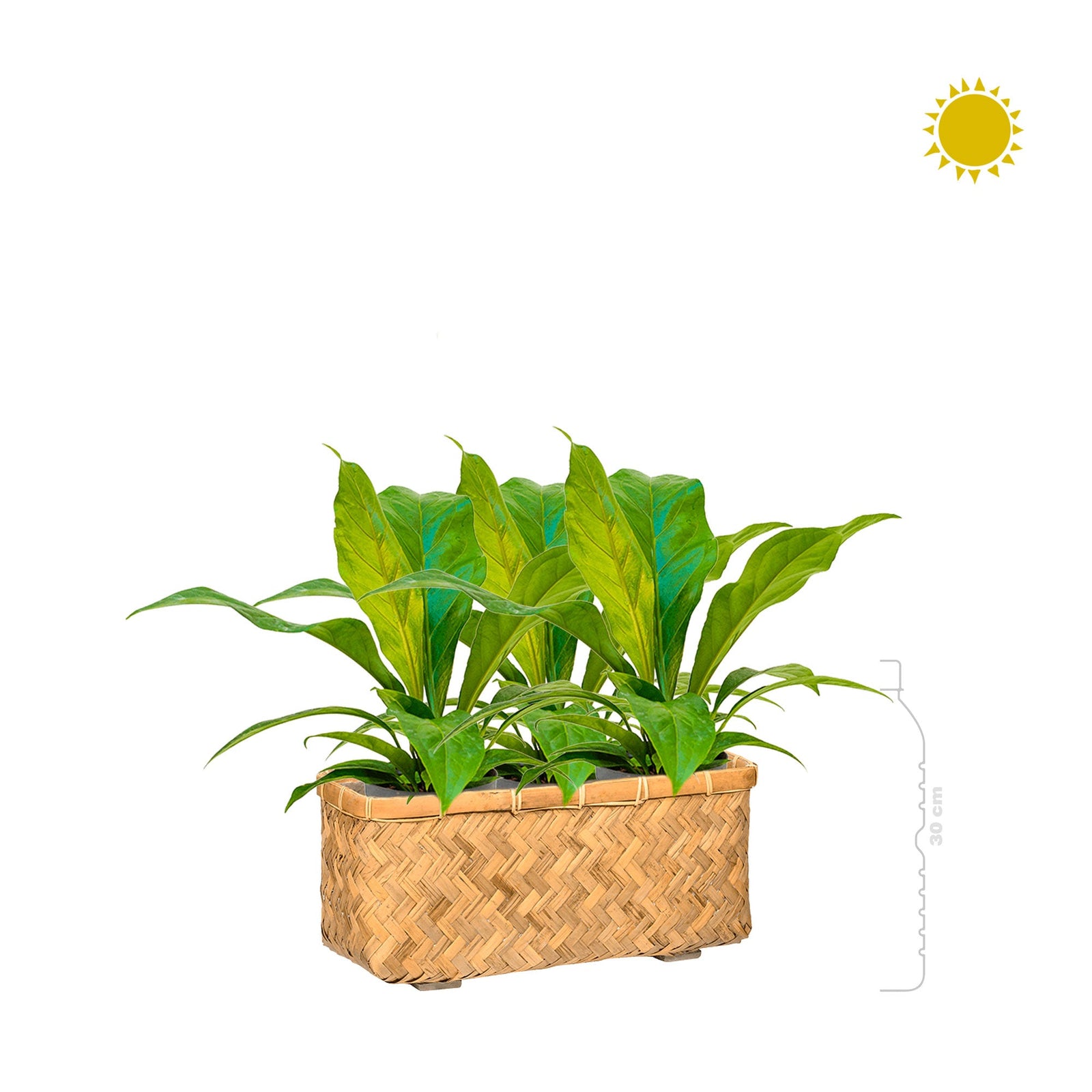 Anthurium Bohemian Bamboo PLANTES ET POTS DE BUREAUX 