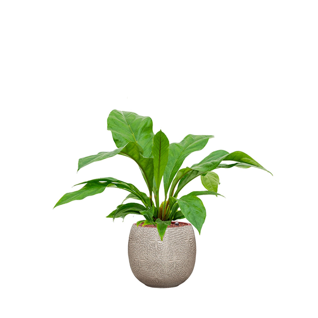 Anthurium Marly30 PLANTES ET POTS DE BUREAUX Location/Entretien (HT/mois) Blanc 