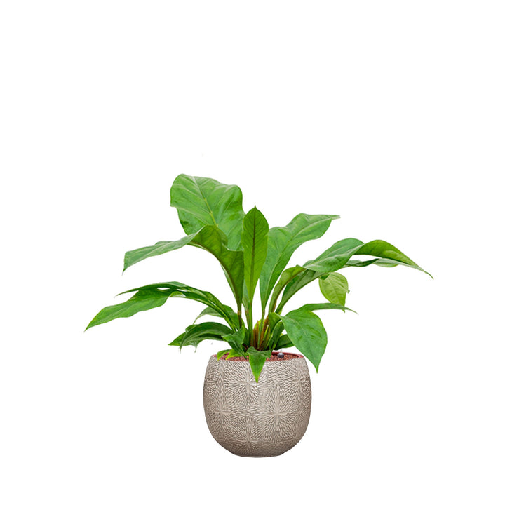 Anthurium Marly30 PLANTES ET POTS DE BUREAUX Location/Entretien (HT/mois) Blanc 