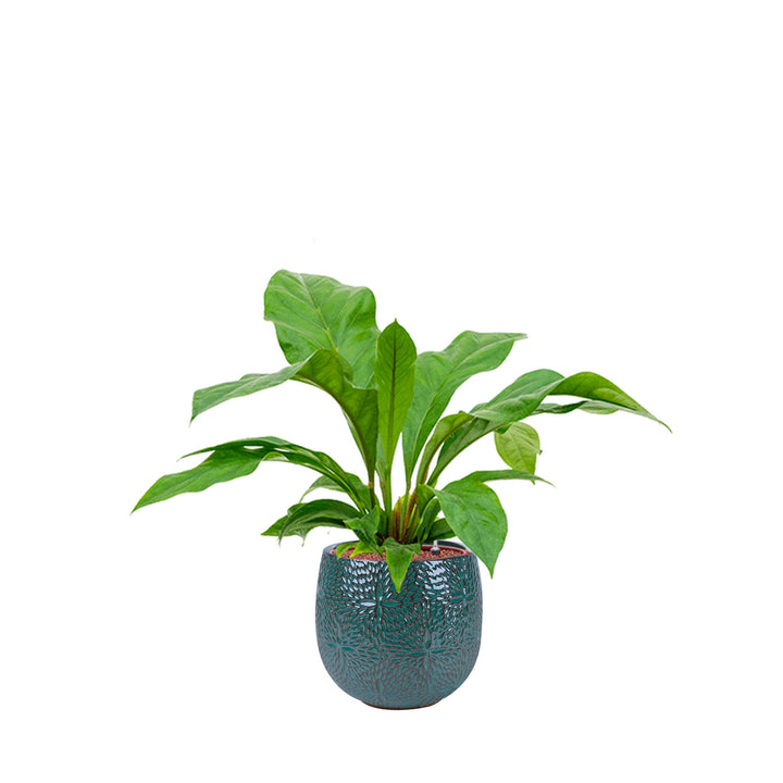 Anthurium Marly30 PLANTES ET POTS DE BUREAUX Location/Entretien (HT/mois) Bleu 