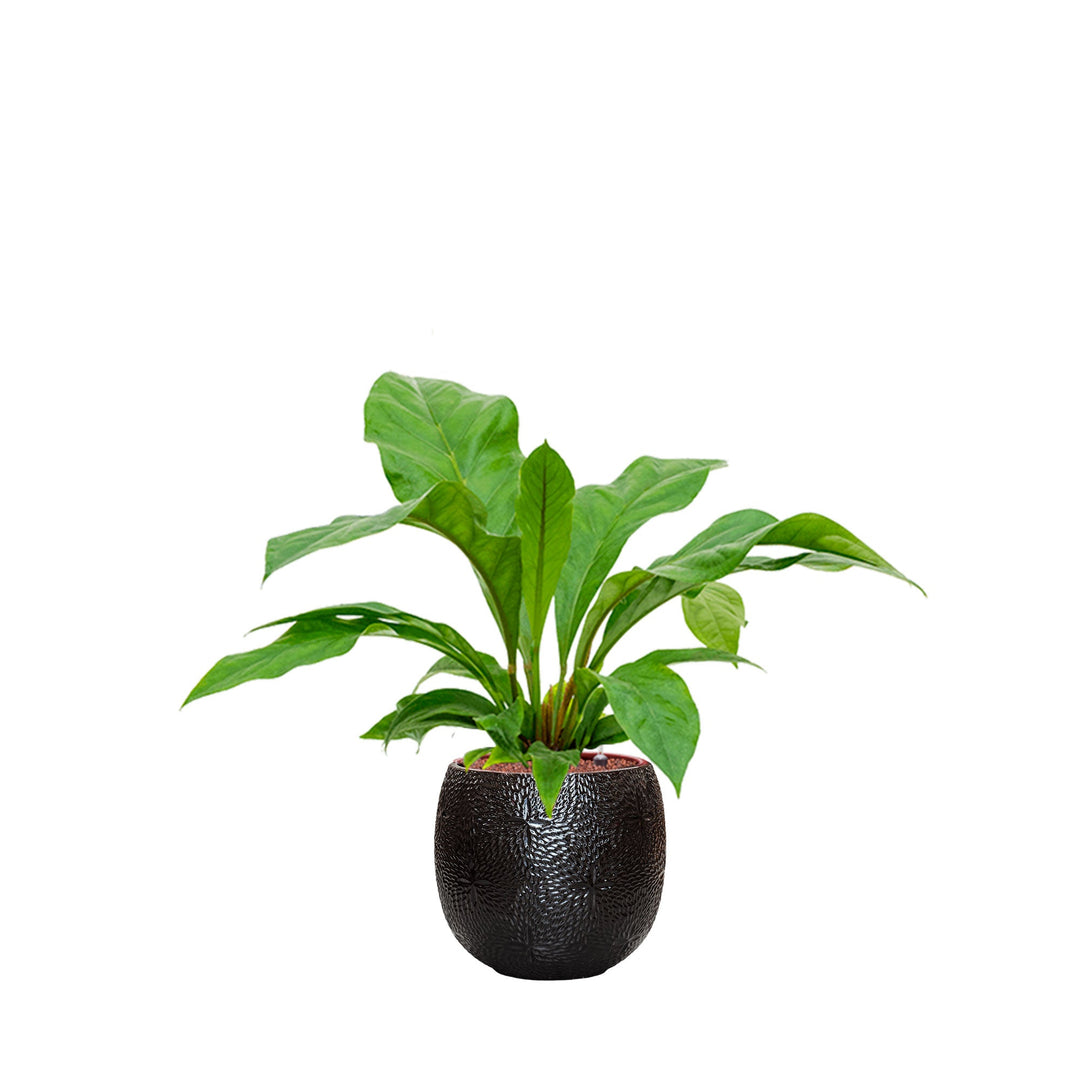 Anthurium Marly30 PLANTES ET POTS DE BUREAUX Location/Entretien (HT/mois) Noir 