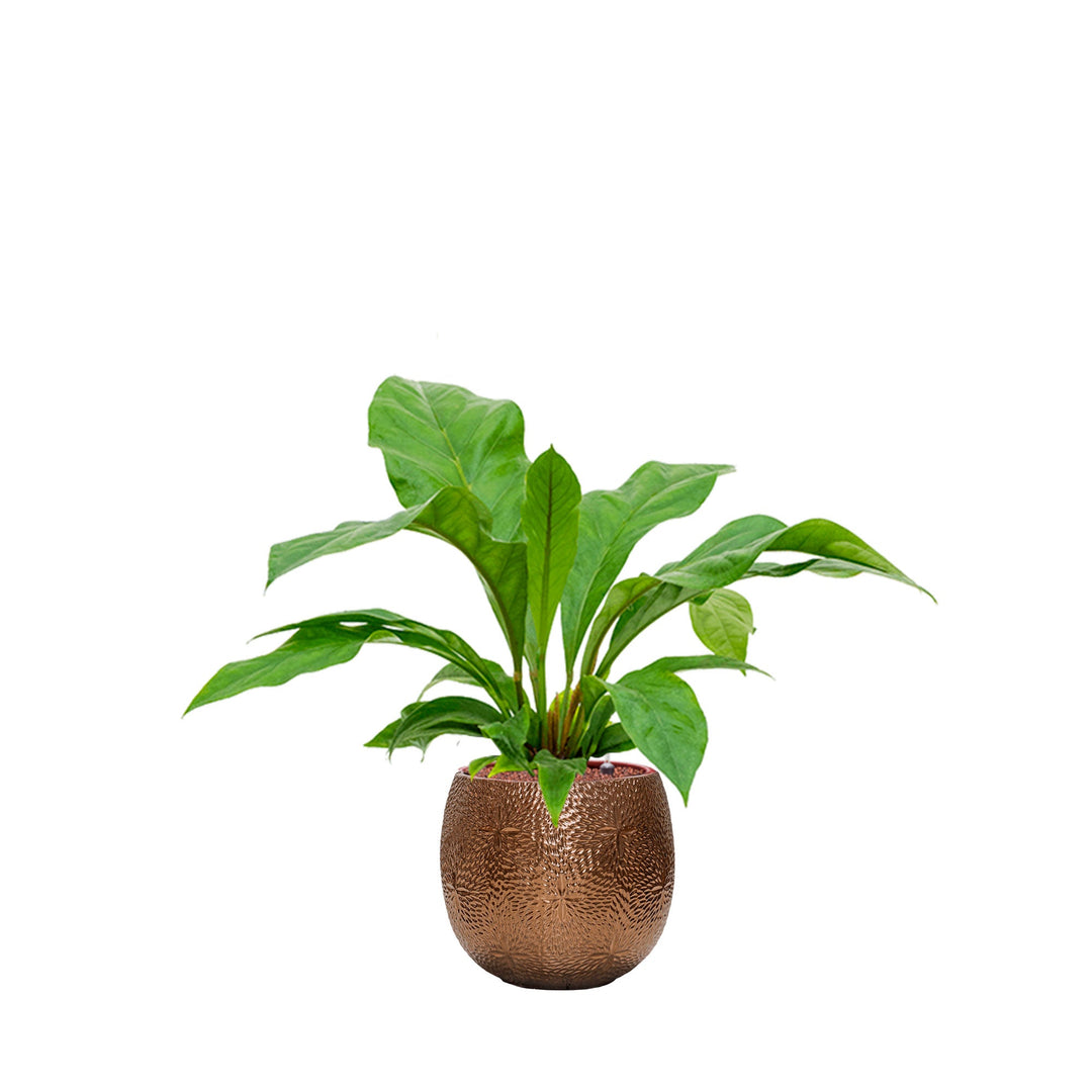 Anthurium Marly30 PLANTES ET POTS DE BUREAUX Location/Entretien (HT/mois) Or 